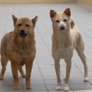 내장농장 이미지