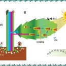 식물의 탄소동화작용 도표 이미지