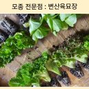 변산농장 | [내돈내산] 상추 모종 전문점은 바로 요기! 변산육묘장🌱