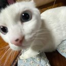 보르미네 이미지