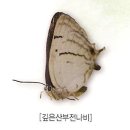 비무장지대 멸종위기의 희귀곤충 이미지