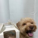 댕콤달콤 이미지