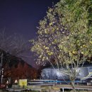 숲속 당구 이미지