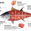 참치마찌 이미지