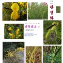 양골담초 Cytisus scoparius (L.) Link, 1822 이미지