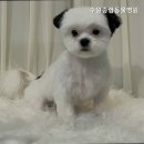 수원종합동물병원 | 수원동물병원 수원종합동물병원 정확한 진료 기준