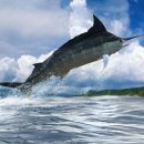 위대한캣츠비 이미지