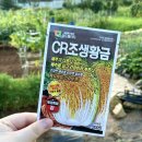 양산 주말농장 텃밭 가꾸기 : 김장배추씨앗 파종방법 모종심기