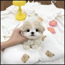 더 반려 강아지분양 고양이분양 잠실본점 이미지