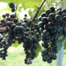 샤또나드리 이미지