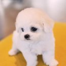 애니멀즈 강아지분양 고양이분양 대전점 이미지