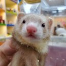 로던트클럽 화정 본점 이미지