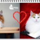 프롬시아 캐터리 이미지