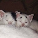 행복반점 이미지