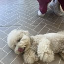 오늘은 특별하개 이미지