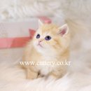 브리더클럽 이미지