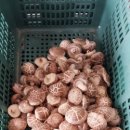 삼정농장 이미지