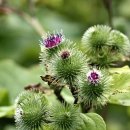 7월 29일의 꽃은 '우엉(Edible burdock)' 이미지