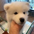 도그마루 강아지고양이 의정부노원점 이미지
