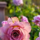 알레그라 이미지