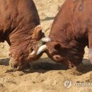 소싸움 이미지