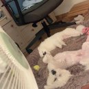 뭉치 - 동두천시 | 강북구 강아지분양 멍가네 포메라니안 '뭉치' 분양후기 - ♥