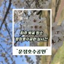 안중근공원 공영주차장 | 파주 운정 호수공원 벚꽃 실시간 후기, 무료주차 공영주차장 정보