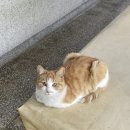 김삿갓면-44 네이버블로그