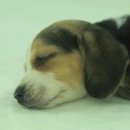 착한애견 이미지