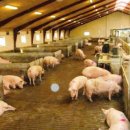 용촌牛농장2 | 중동 물류 리스크 장기화에 따른 하반기 양돈 사료 수급 불안 및 실전 대응 전략