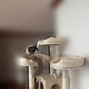 DS타워 | 헬로망치 프리미엄 대형 고양이 직조 캣타워 DS8897, 베이지::캣타워 추천 내돈내산 후기