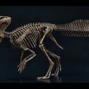 문화 국내서 처음 발견된 ‘화성 뿔공룡’ 화석, 천연기념물 됐다 이미지