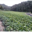 현중농장 이미지