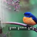 물새야 울지마라 // 박 일 남 // 두 대 색소폰 이미지