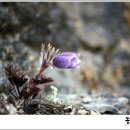 [영월여행] 동강할미꽃이 반기는 영월뼝창마을을 소개합니다 이미지