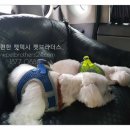 개 친절 펫택시 이미지