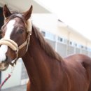 부마목장 이미지