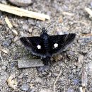 검은들로 이미지