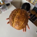 정규농장 | [수업후기] 천연발효빵 기초 4주 정규 개인클래스/ 3주차(흑맥주캄파뉴/ 쇼콜라캄파뉴)
