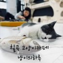 냥이의하루 카페.분양 | [칠곡카페] 고양이카페 냥이의하루카페 후기