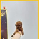 에르멍스 | 인천강아지분양 에르멍스, 우리 가족을 위한 소중한 친구 찾기