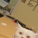 무마취 고양이 미용실 반할고양 이미지