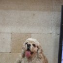 메디 포즈 동물병원 이미지