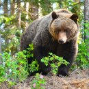 (주)야생 이미지