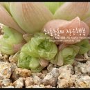 로지아 이미지