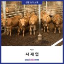 배울안농장 네이버블로그