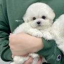 땡삼 이미지