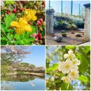 호수공원 관리센터 공중 화장실 | 서서울호수공원 봄꽃 구경