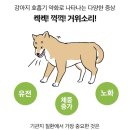 노하 | 강아지기관지 협착증 증상 기호성 좋은 영양제 마이펫닥터 노하브레스 후기