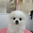 단비네 애견미용 이미지